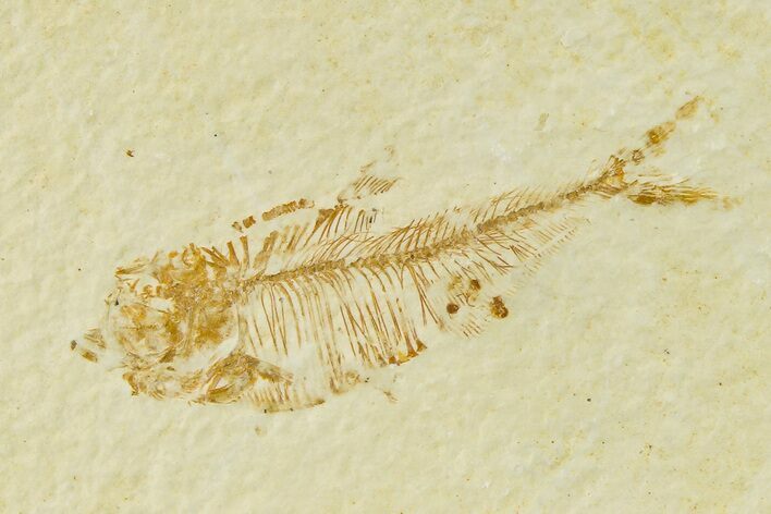 Detailed Fossil Fish (Diplomystus) - Wyoming #333780